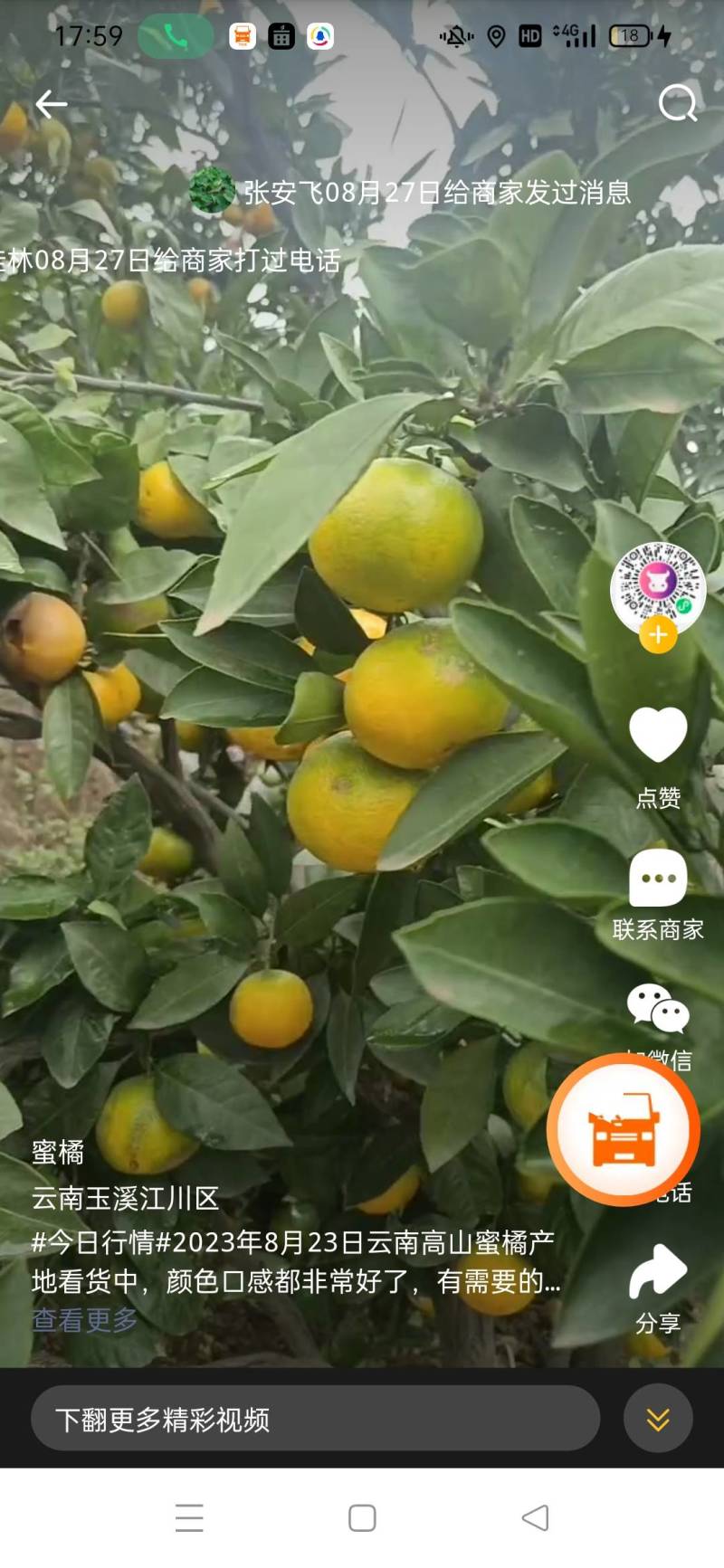 云南特早高山蜜桔，纯甜多汁果大皮溥‘，