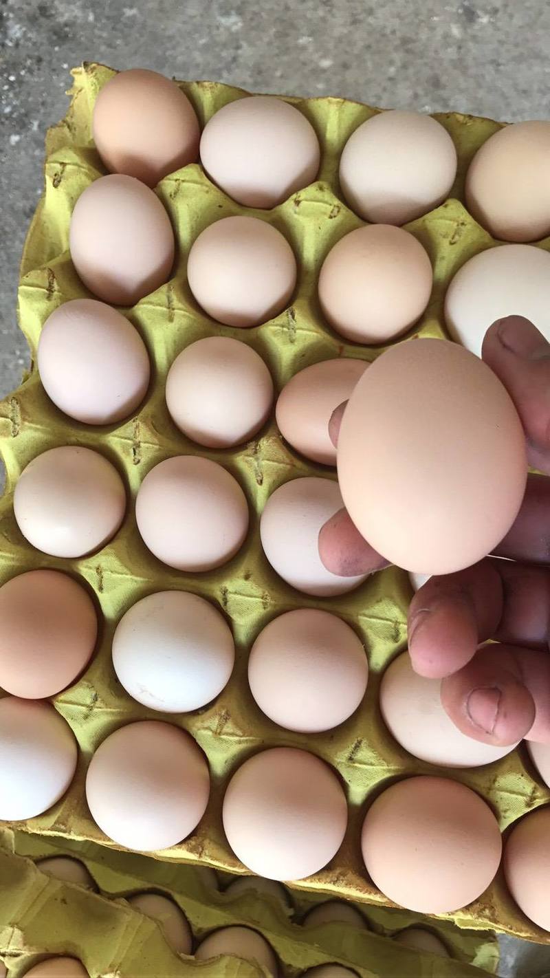 土鸡蛋安徽精品粉蛋复阳鸡蛋新联黑鸡蛋大量上市