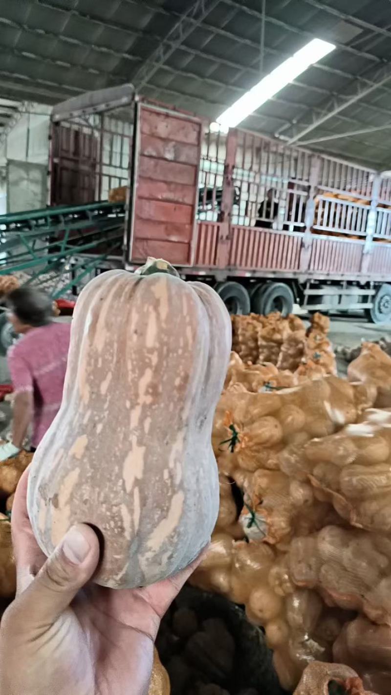 金香南瓜，河南南阳小金香南瓜大量有货，颜色漂亮，口感甜糯