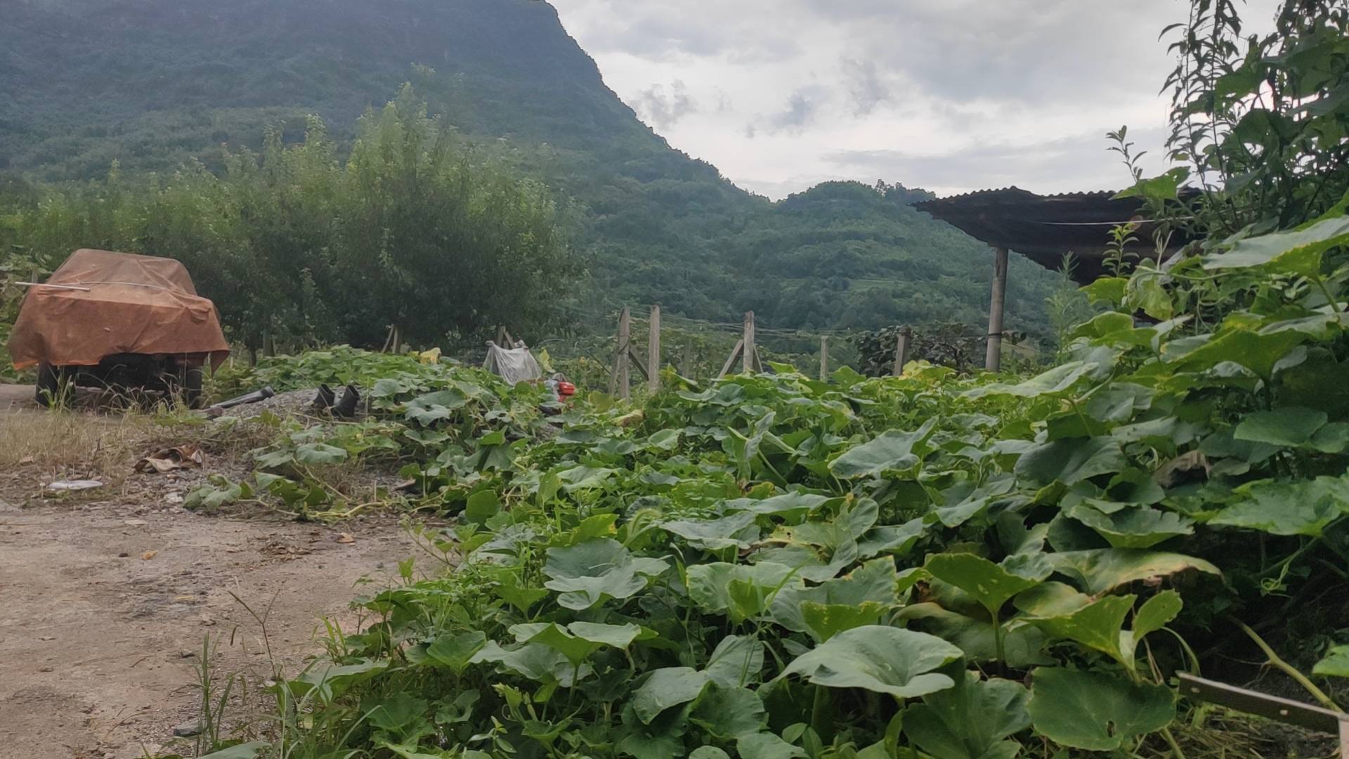 一片整齐的蜜本南瓜田,植株健壮,叶片宽大呈深绿色,藤蔓匍匐生长,部分花朵正在开放,背景为阳光照射下的田园环境,土壤湿润疏松 蜜本南瓜植株生长状态