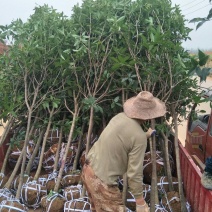 精品桂花树处理