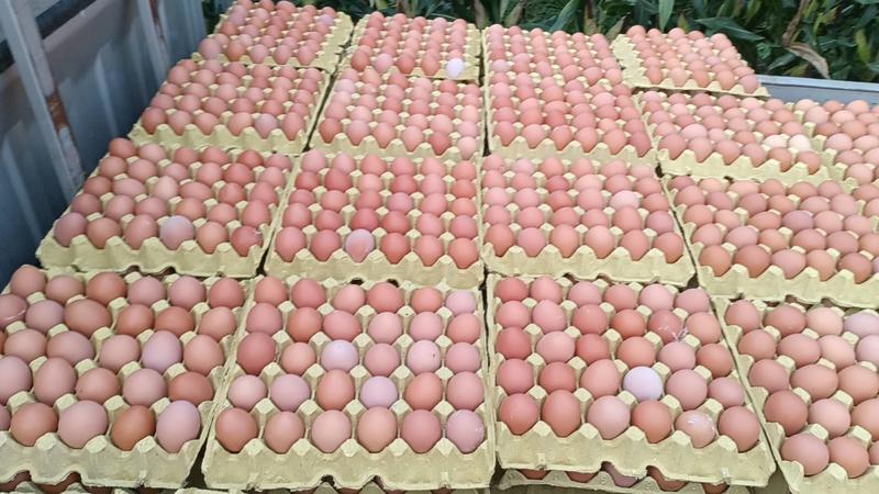 安徽鸡蛋土鸡蛋精品红蛋自产自销量大从优欢迎来电