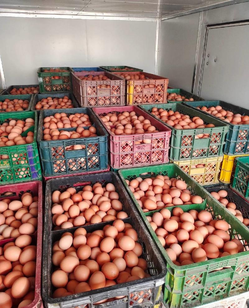 安徽鸡蛋土鸡蛋精品红蛋自产自销量大从优欢迎来电