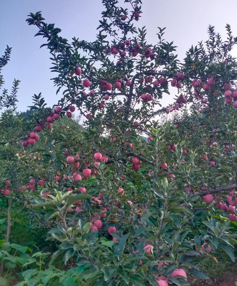 甘肃甘谷花牛苹果大量供应新鲜采摘对接全国客商可视频看货