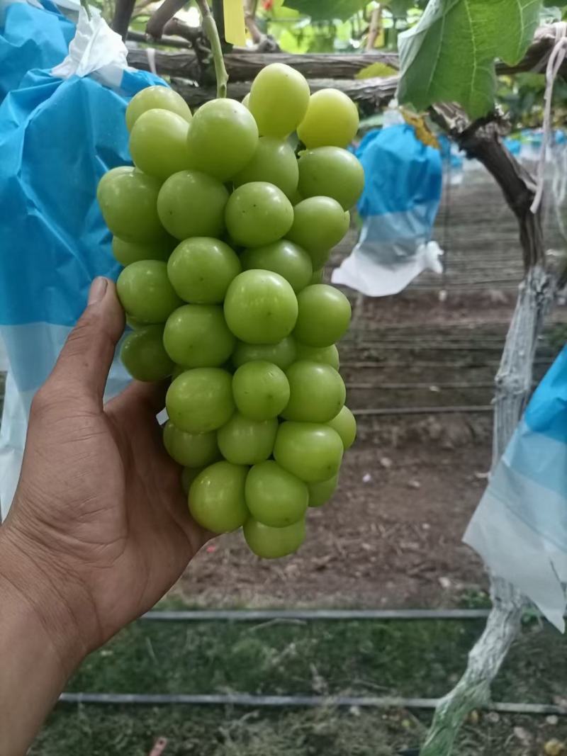 阳光玫瑰葡萄，大量上市。欢迎新老客户。前来选购。