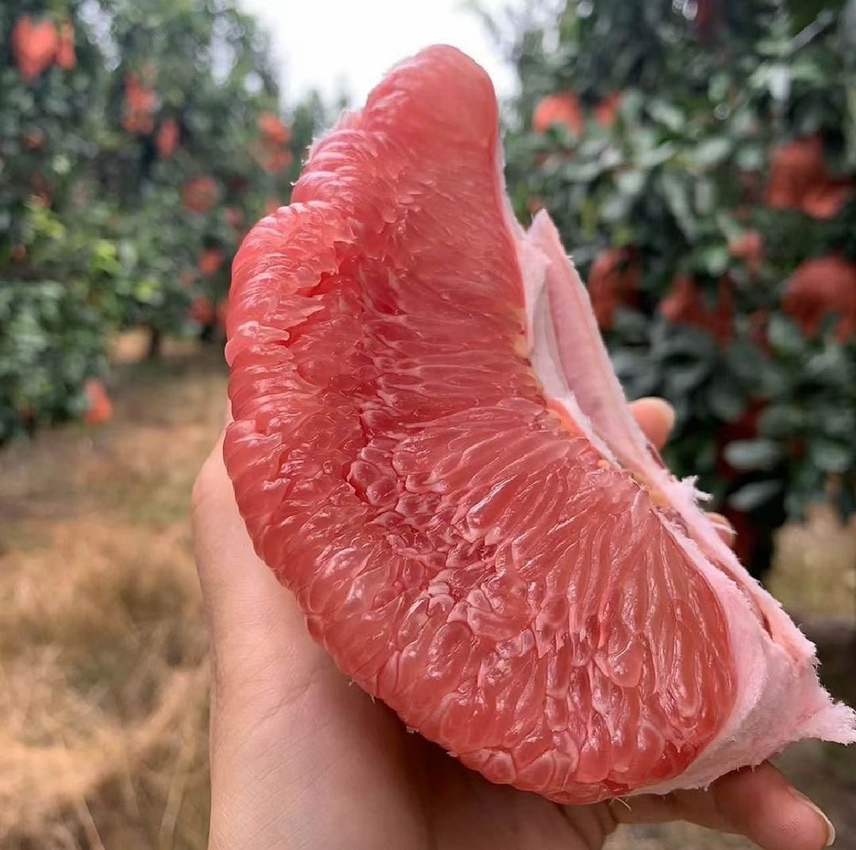 红心柚果肉特写
