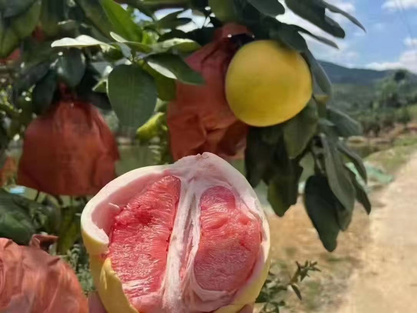 红肉蜜柚切面图
