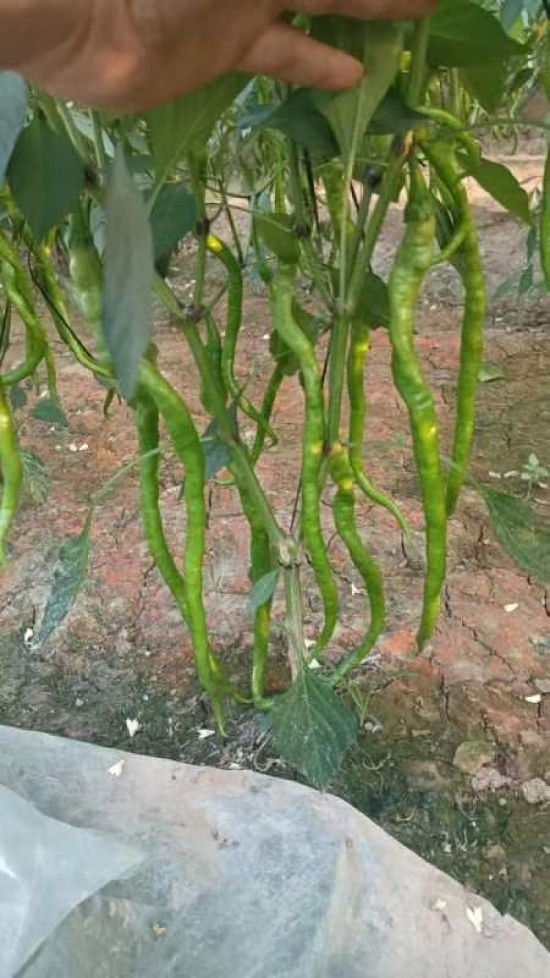 黄线8号线椒，又名灵宝县线椒，长度35公分