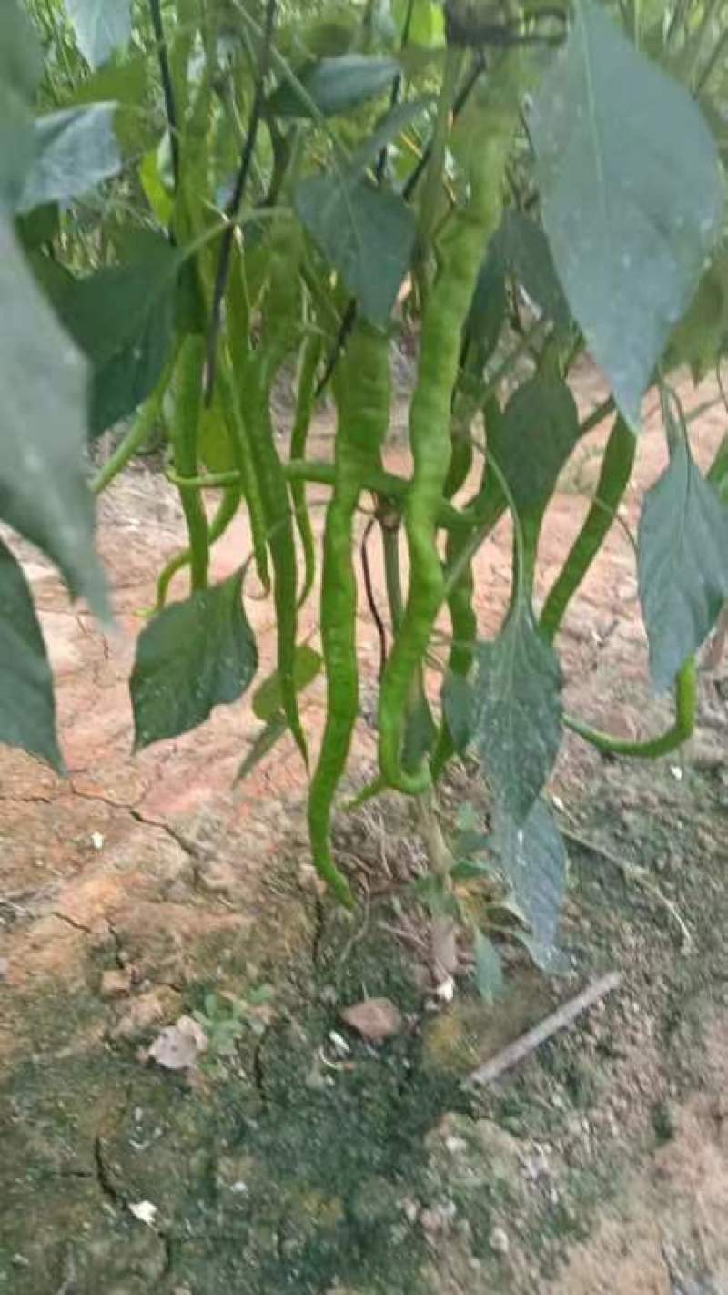 黄线8号线椒，又名灵宝县线椒，长度35公分