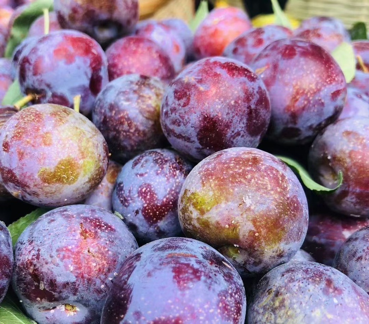 李子果实在阳光下自然成熟