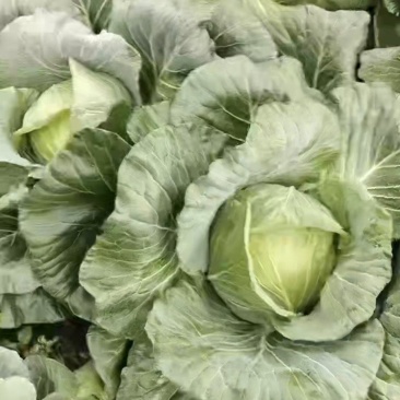 高山蔬菜。绿色食品