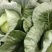 高山蔬菜。绿色食品