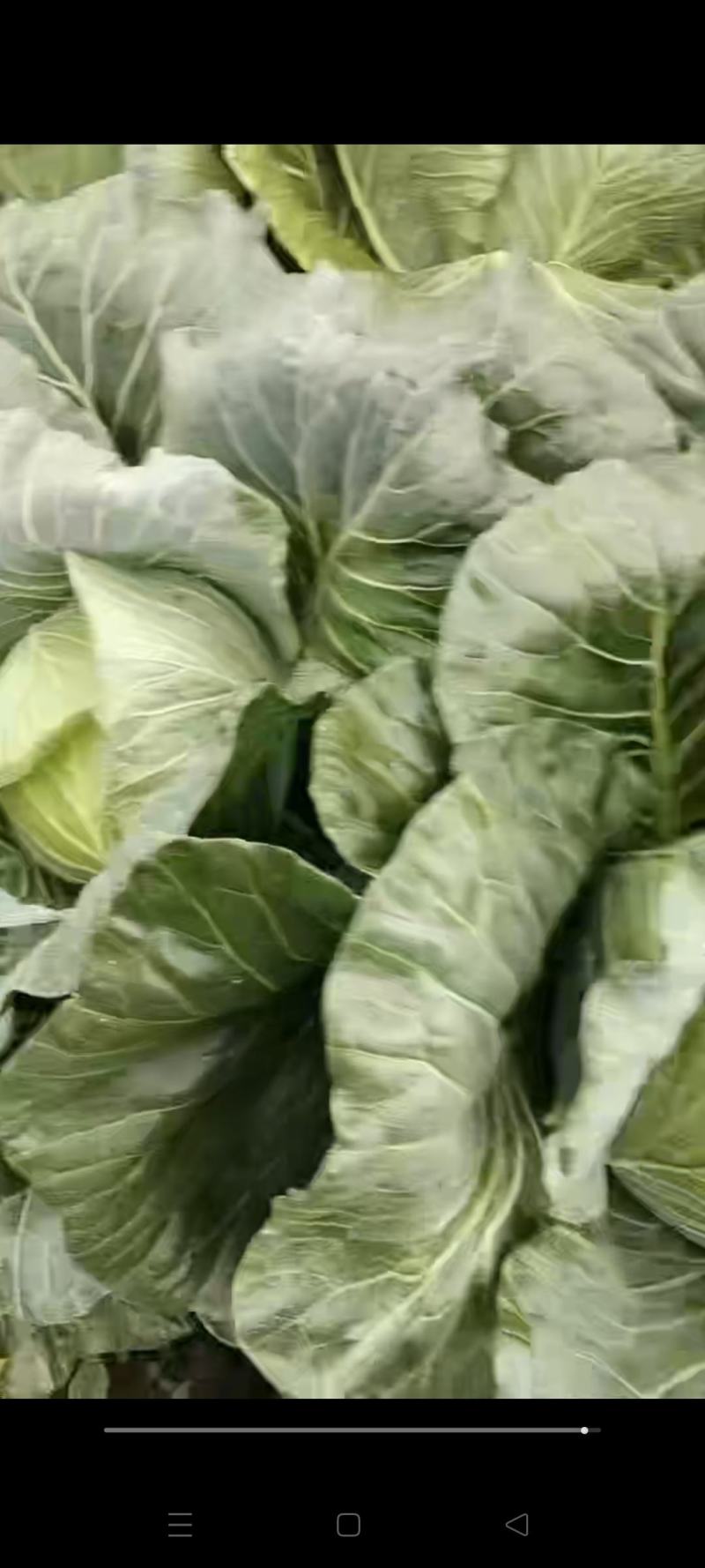 高山蔬菜。绿色食品