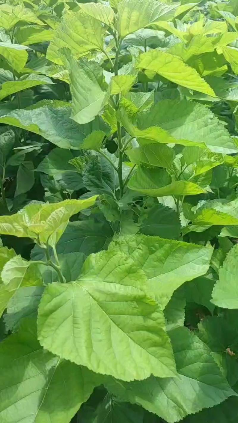 粤桑51#11生长力强，用途广泛，营养价值高。