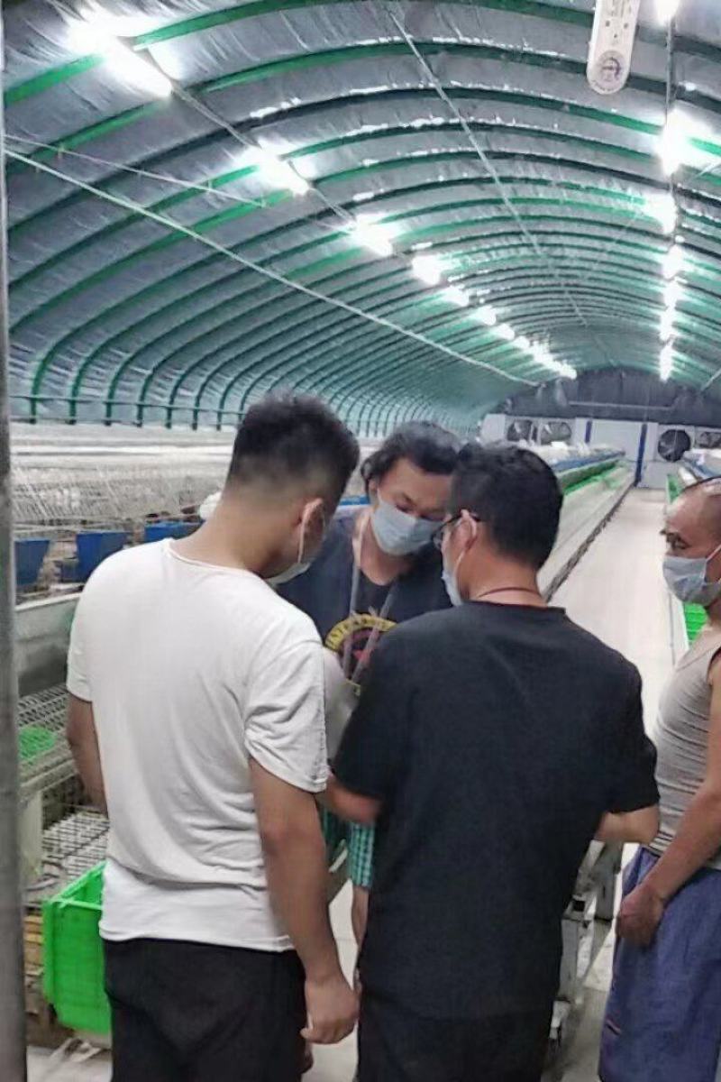 嘉祥兔子公羊兔基地直发货源充足欢迎各地老板进店咨询
