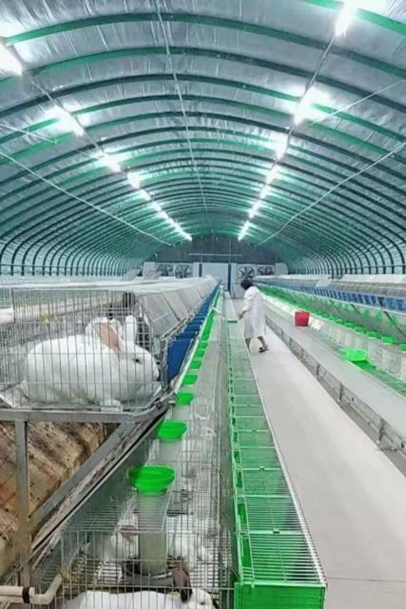 嘉祥兔子公羊兔基地直发货源充足欢迎各地老板进店咨询