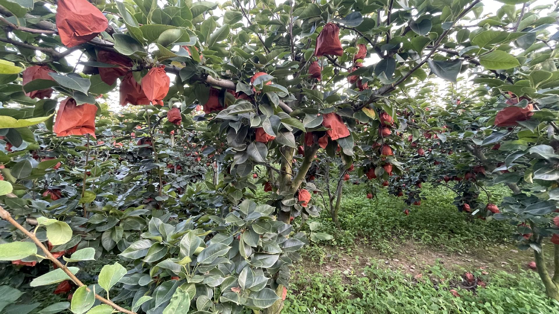 黄金梨果园全景图,展现成片种植的果树与正在成熟的果实 黄金梨果园实景