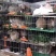 山东兔子比利时野兔基地直发货源充足欢迎致电