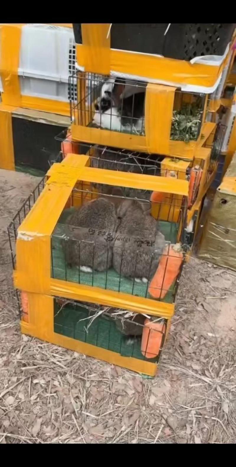 山东兔子比利时野兔基地直发货源充足欢迎致电