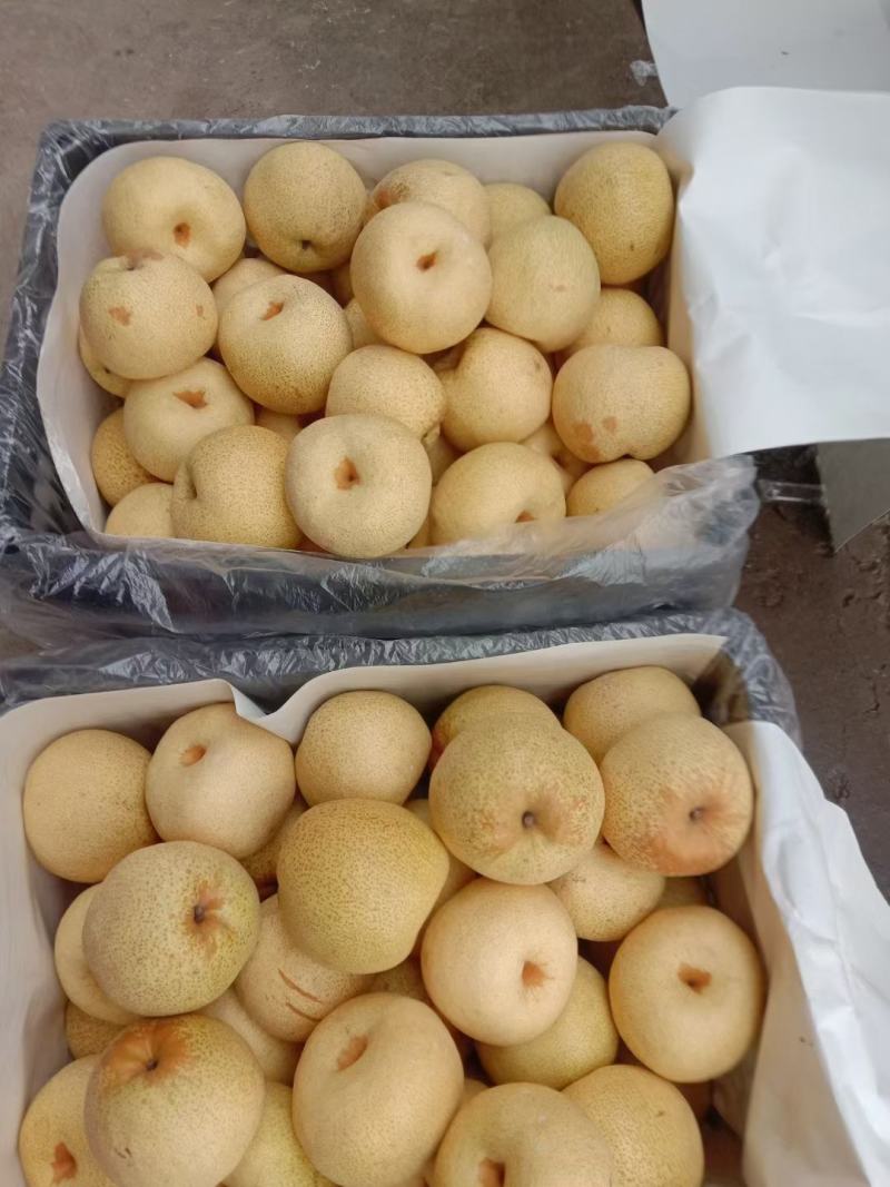 砀山酥梨陕西大荔酥梨电商货市场货包装精美耐运输