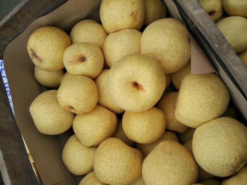 酥梨砀山梨产区直发承接电商代收代发代存货源充足