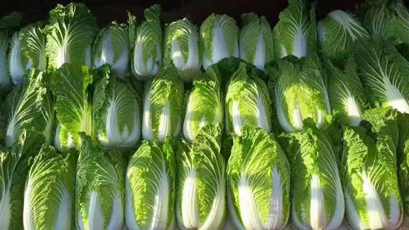 【黄心白菜】大量上市基地直发一手货源品质保障对接加工厂