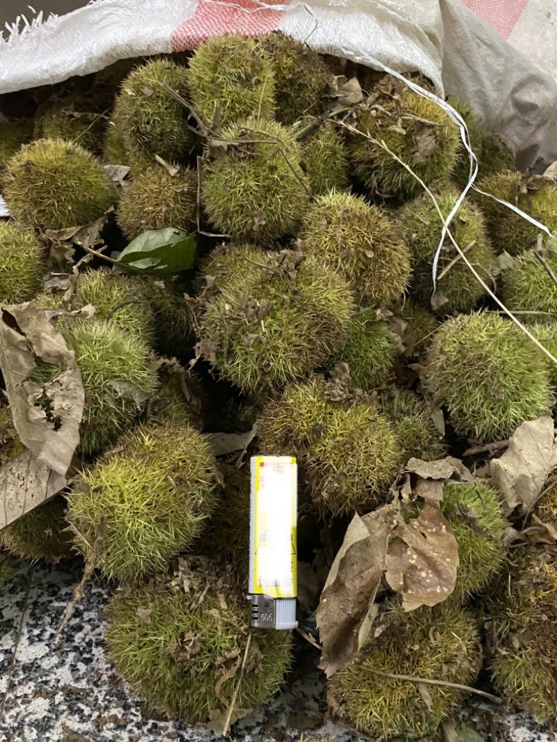 板栗刺球（鲜）当天采摘当天发货，大别山景区产地直发无污染