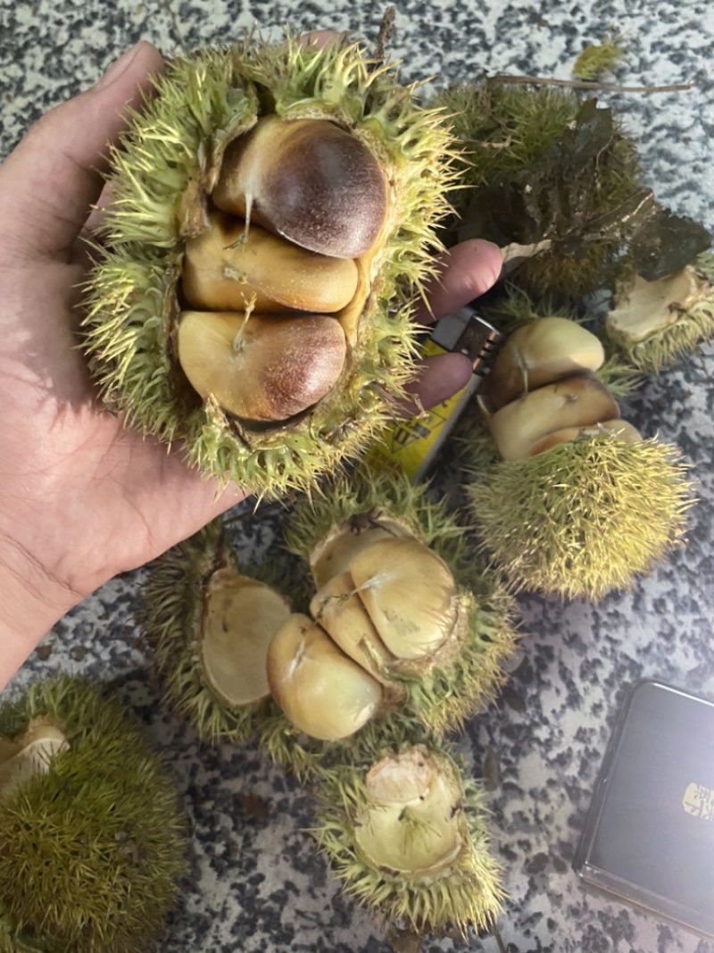板栗刺球（鲜）当天采摘当天发货，大别山景区产地直发无污染