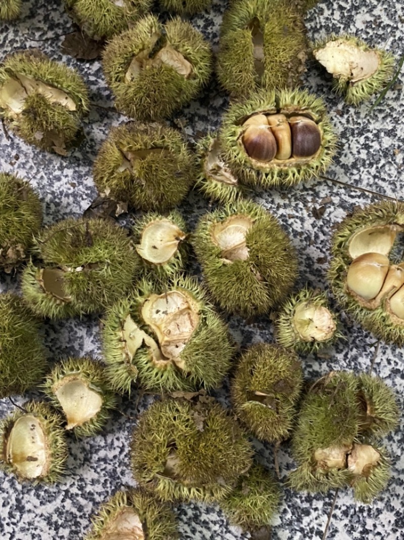 板栗刺球（鲜）当天采摘当天发货，大别山景区产地直发无污染