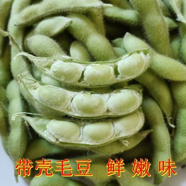 翠绿宝毛豆新鲜毛豆免费看货现摘现发一手货源