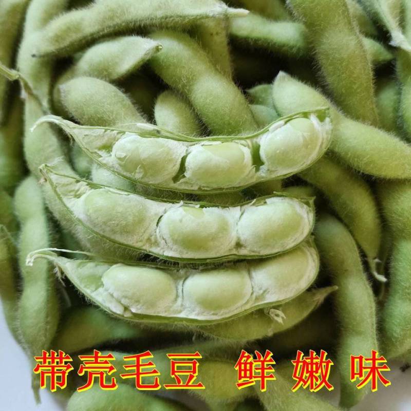 翠绿宝毛豆新鲜毛豆免费看货现摘现发一手货源