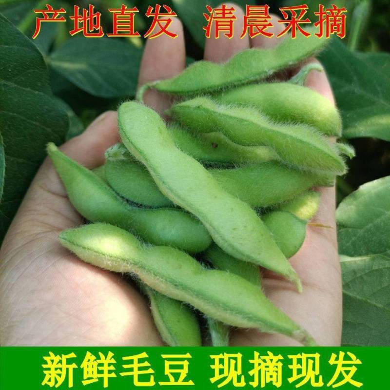 翠绿宝毛豆新鲜毛豆免费看货现摘现发一手货源