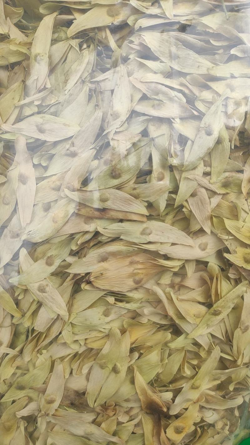 凤眼草丑树铃铛干货2斤包邮量大优惠