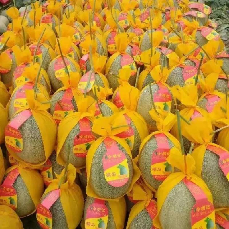 甘肃晓蜜25号哈密瓜产地直发对接市场超市社区团购