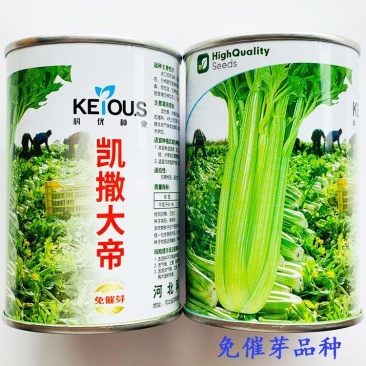 凯撒大帝西芹种子高产黄嫩纤维少定植80天采收耐低温芹菜种