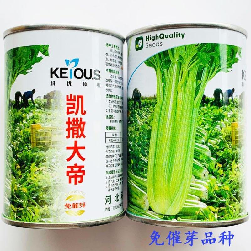 凯撒大帝西芹种子高产黄嫩纤维少定植80天采收耐低温芹菜种