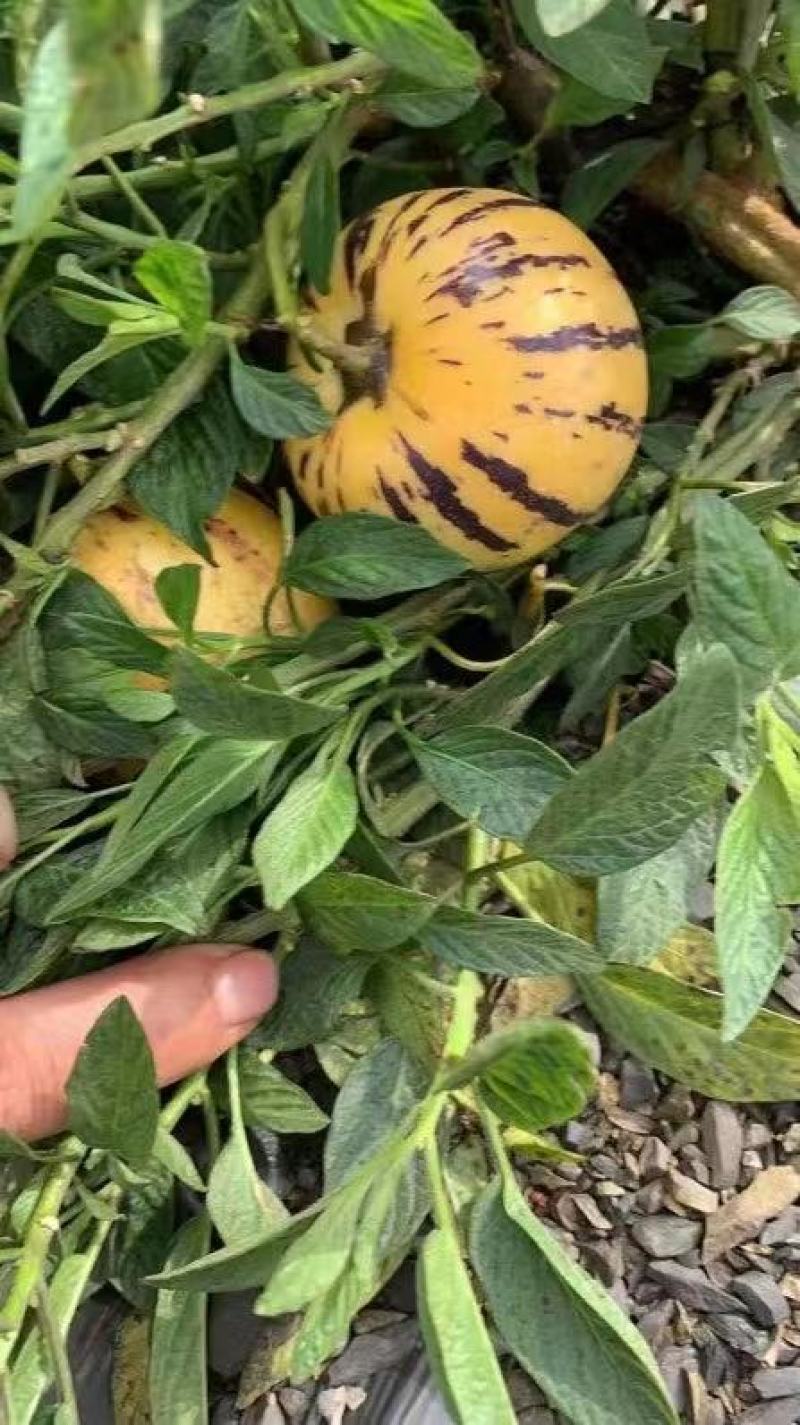 纯甜人参果石林风化石树上自然成熟大量接单