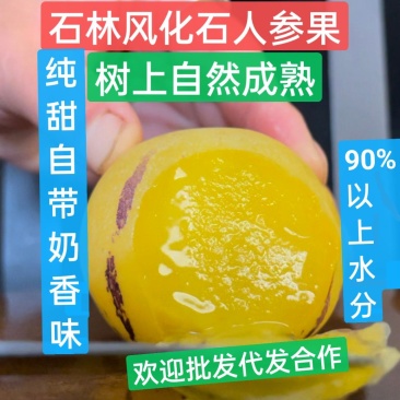 纯甜人参果石林风化石树上自然成熟大量接单