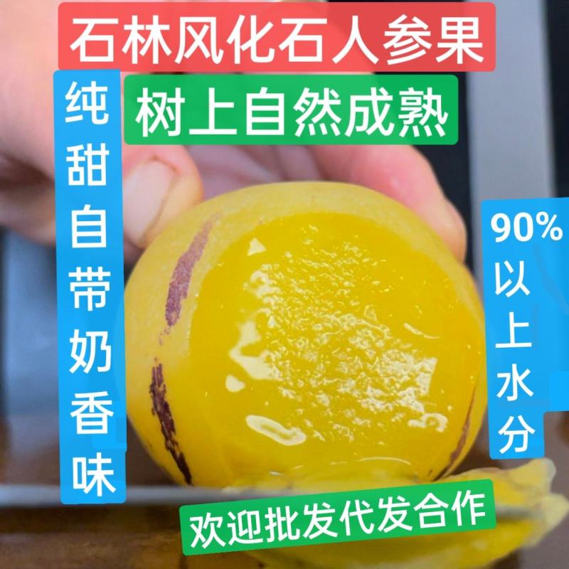 纯甜人参果石林风化石树上自然成熟大量接单