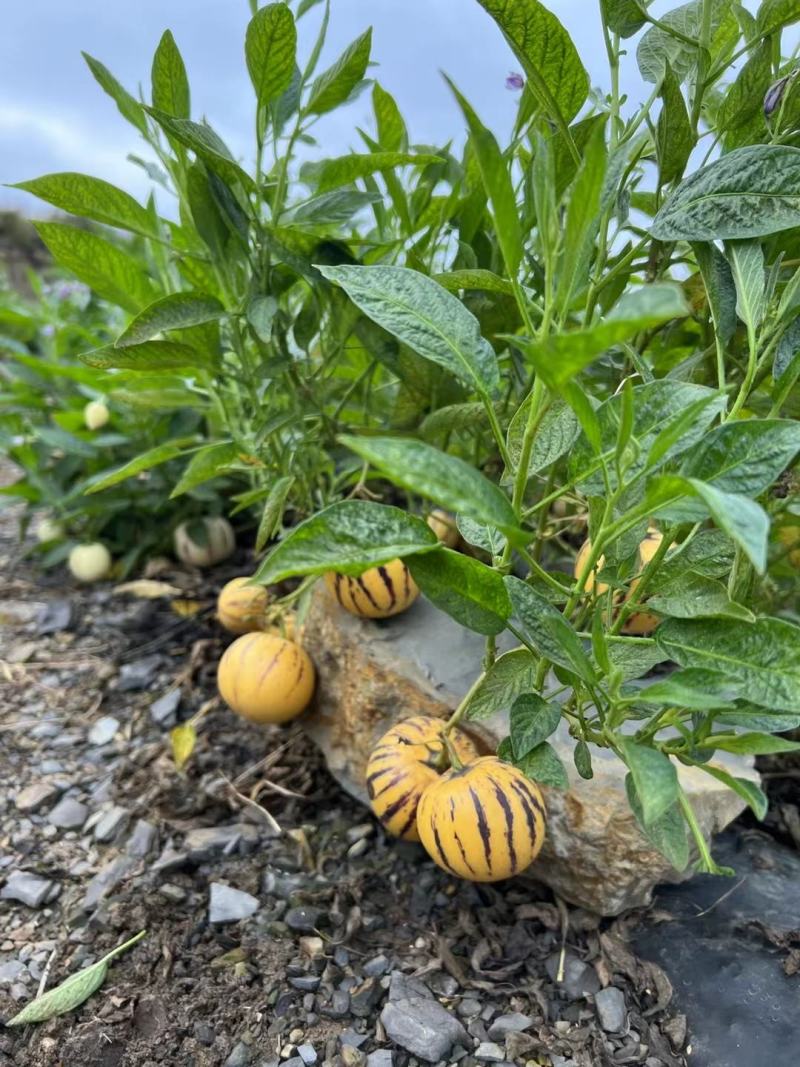 纯甜人参果石林风化石树上自然成熟大量接单