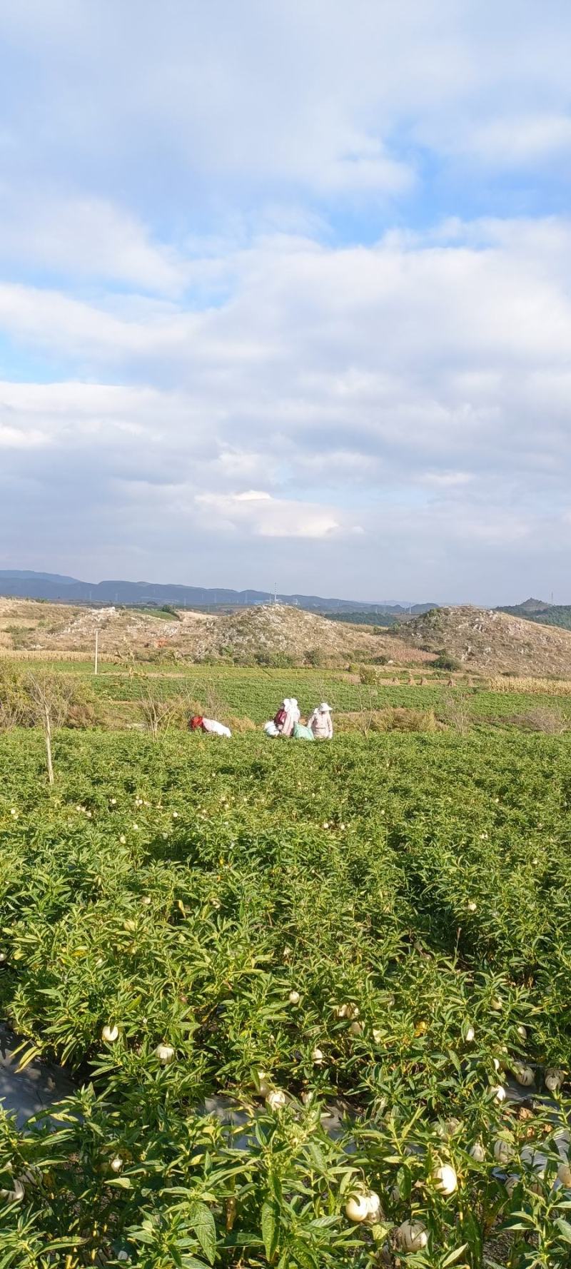 纯甜人参果石林风化石树上自然成熟大量接单