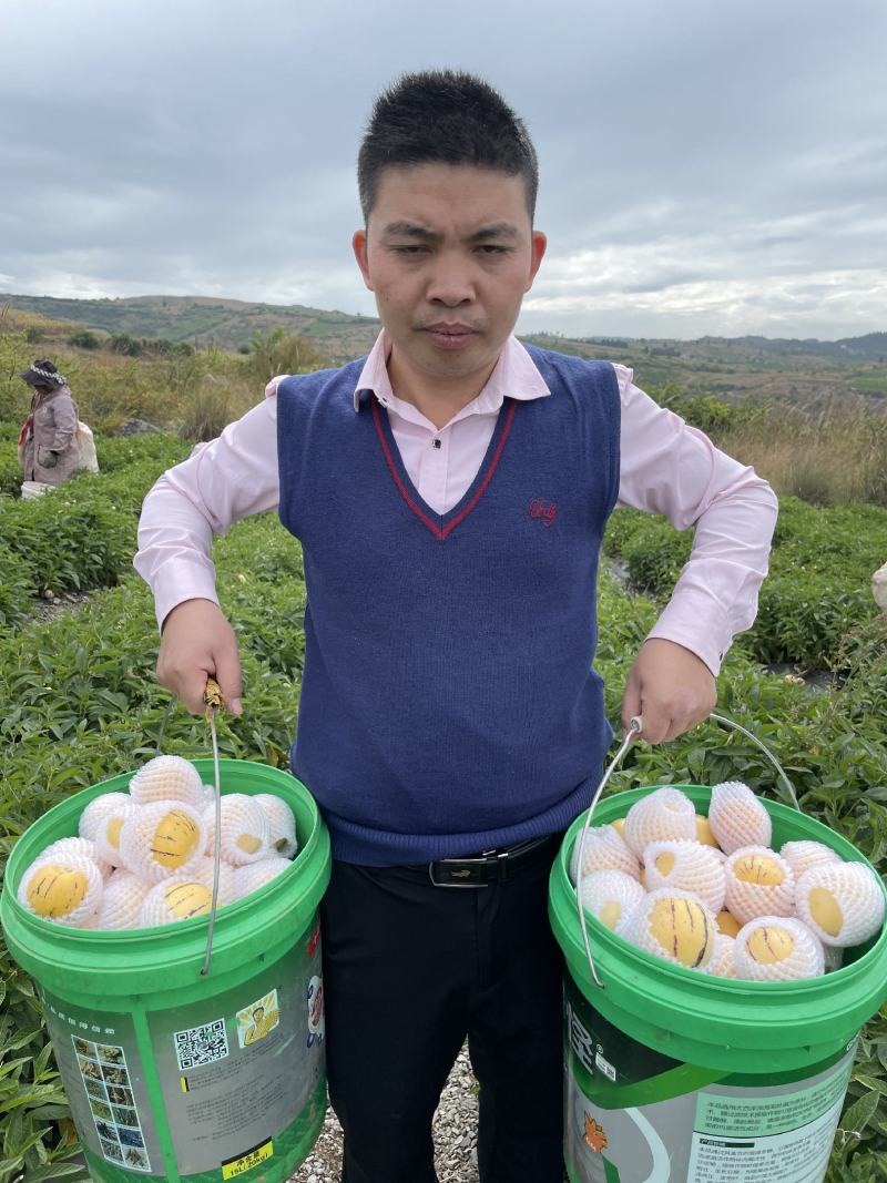 纯甜人参果石林风化石树上自然成熟大量接单