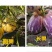 纯甜人参果石林风化石树上自然成熟大量接单