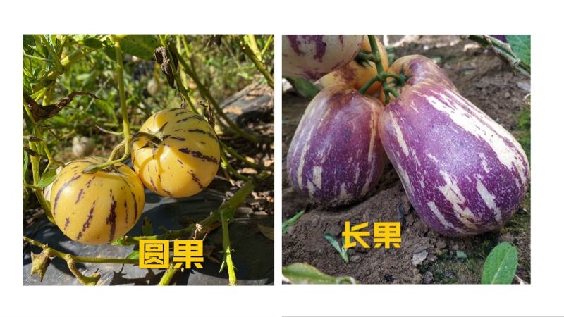 纯甜人参果石林风化石树上自然成熟大量接单