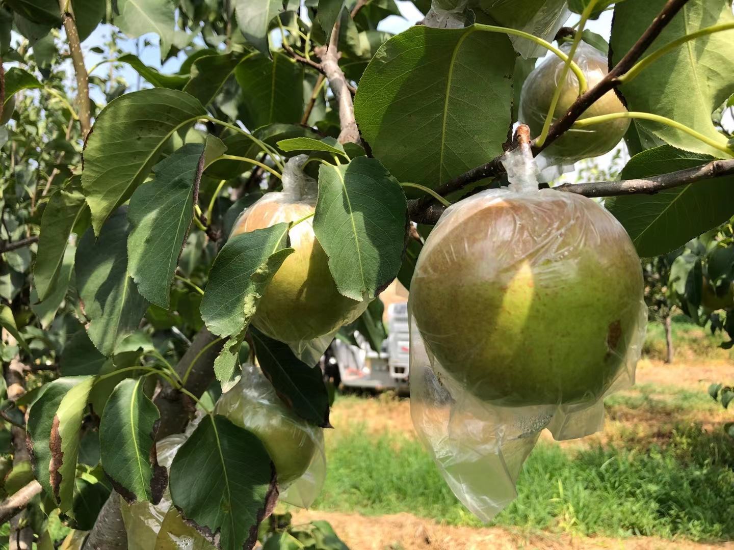 玉露香梨果园全景图