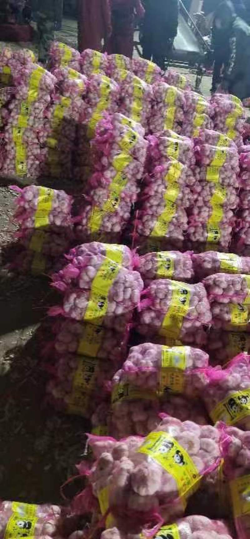 山东紫皮大蒜对接出口，市场，电商等产地大量有货全国供应