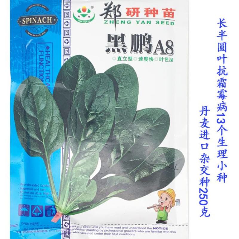 黑鹏819黑钻202黑圆叶菠菜种子高产抗病耐抽苔直立菠菜