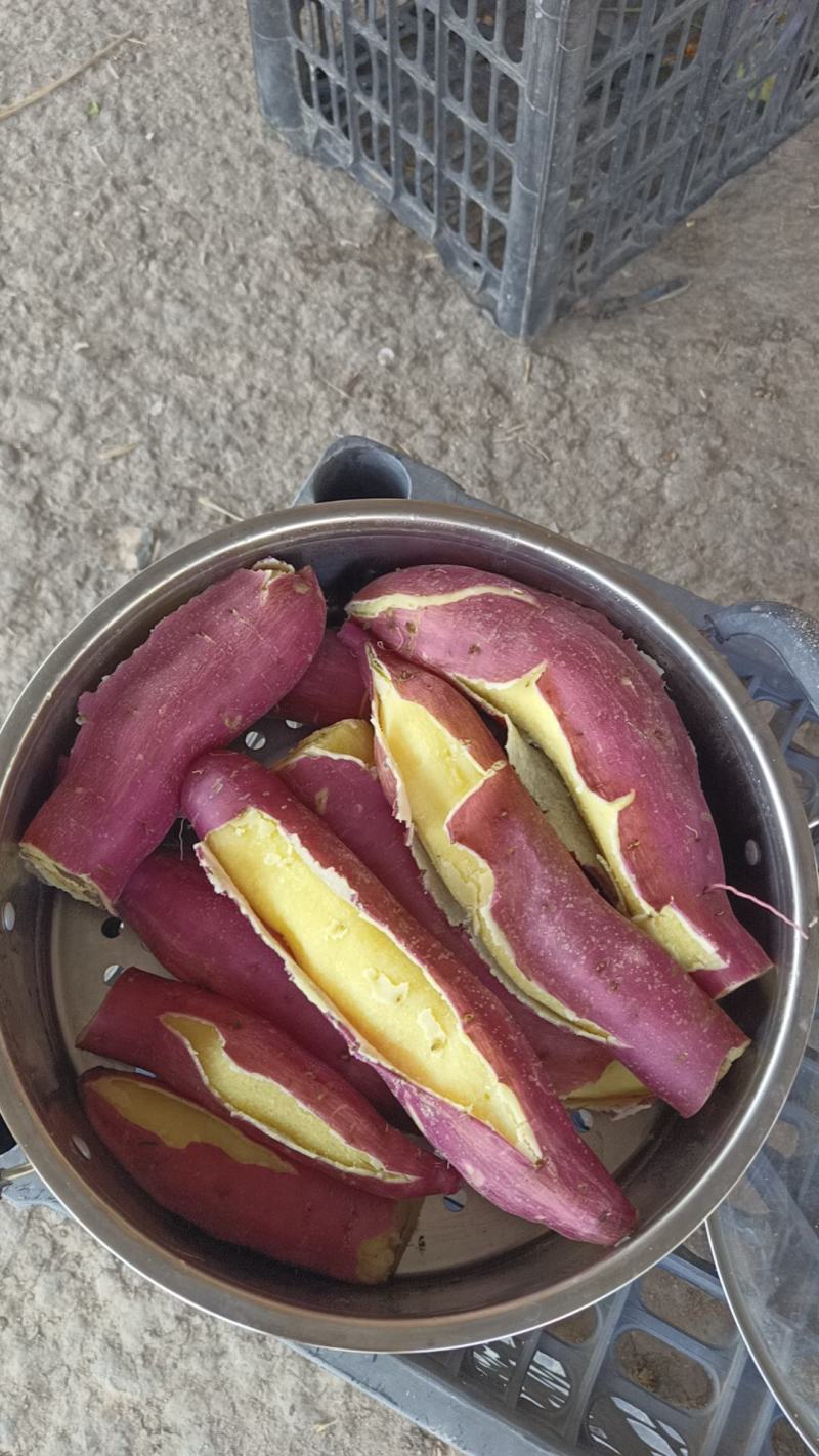 山西运城板栗红薯，秦薯五号，表面光泽，干面无丝，供大小客