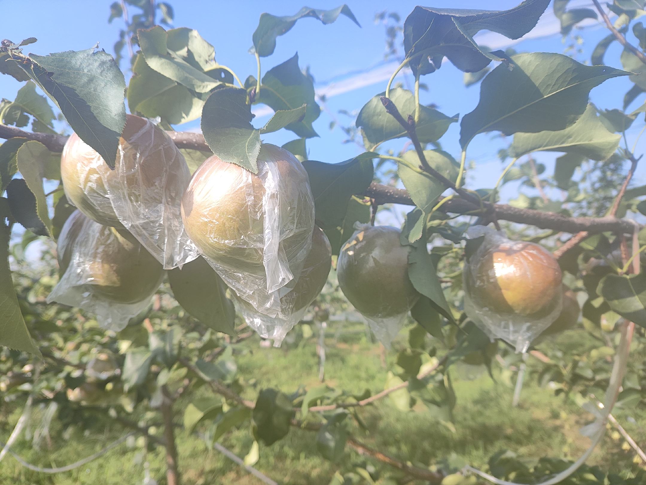 玉露香梨套袋标准操作示范图