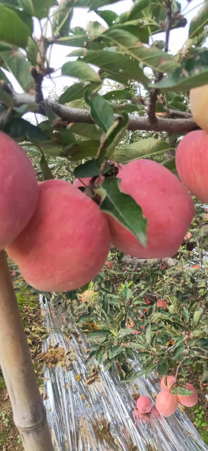 中秋礼品，福利苹果，红星苹果，大量上市，色泽鲜艳个头大脆